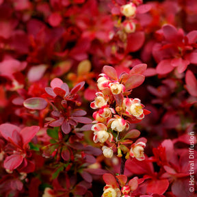 Zuurbes Admiration - Berberis thunbergii Admiration - Willemse