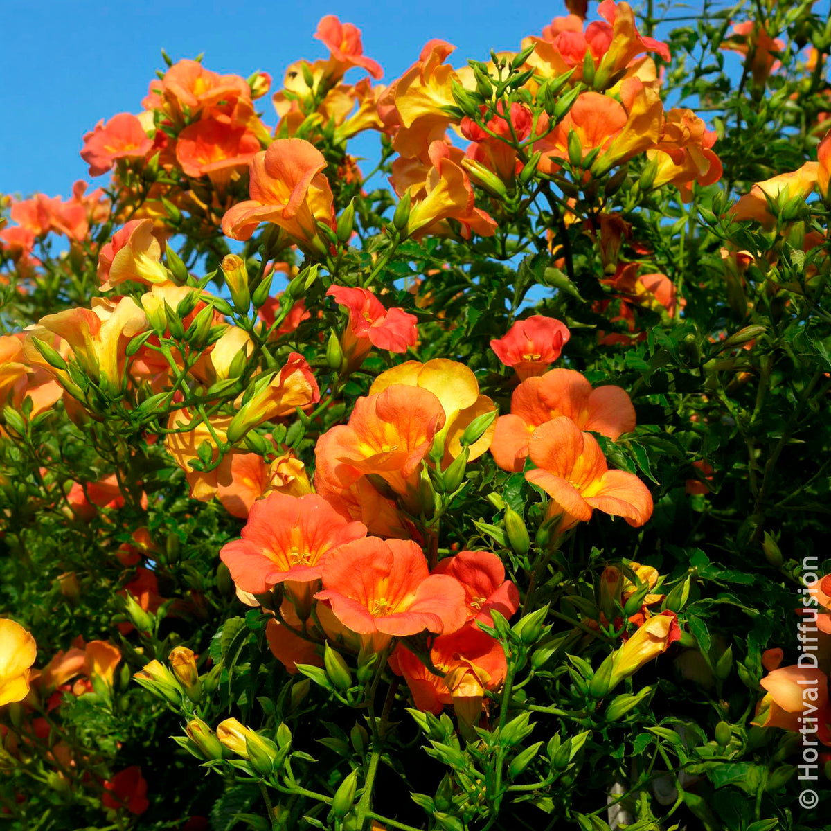 Campsis grandiflora - Großblütige Trompetenblume - Campsis - Trompetklimmer