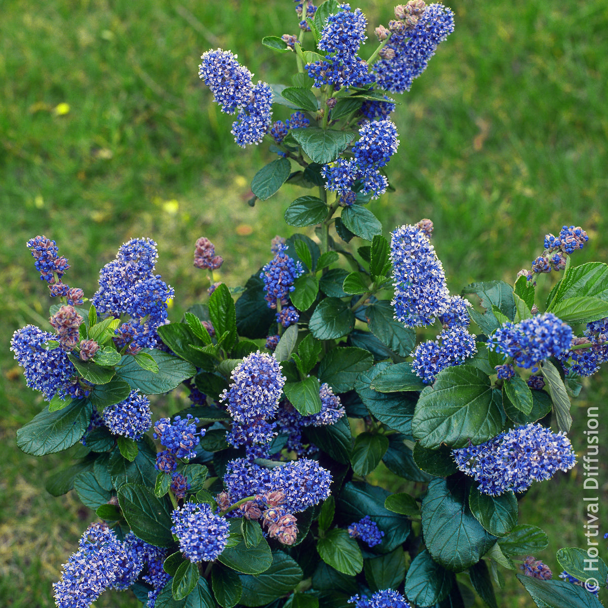 Amerikaanse sering Trewithen Blue - Willemse