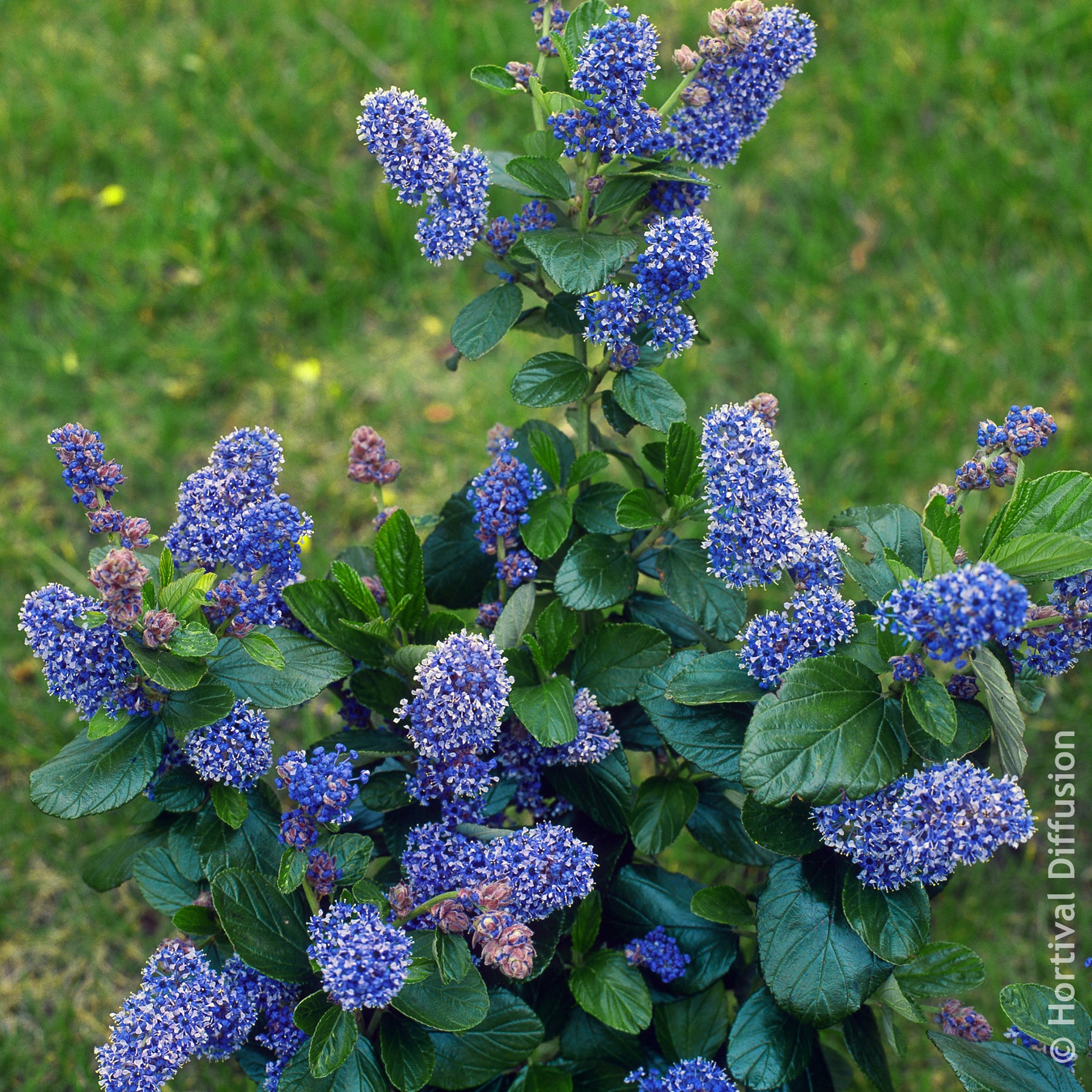 Amerikaanse sering Trewithen Blue - Willemse