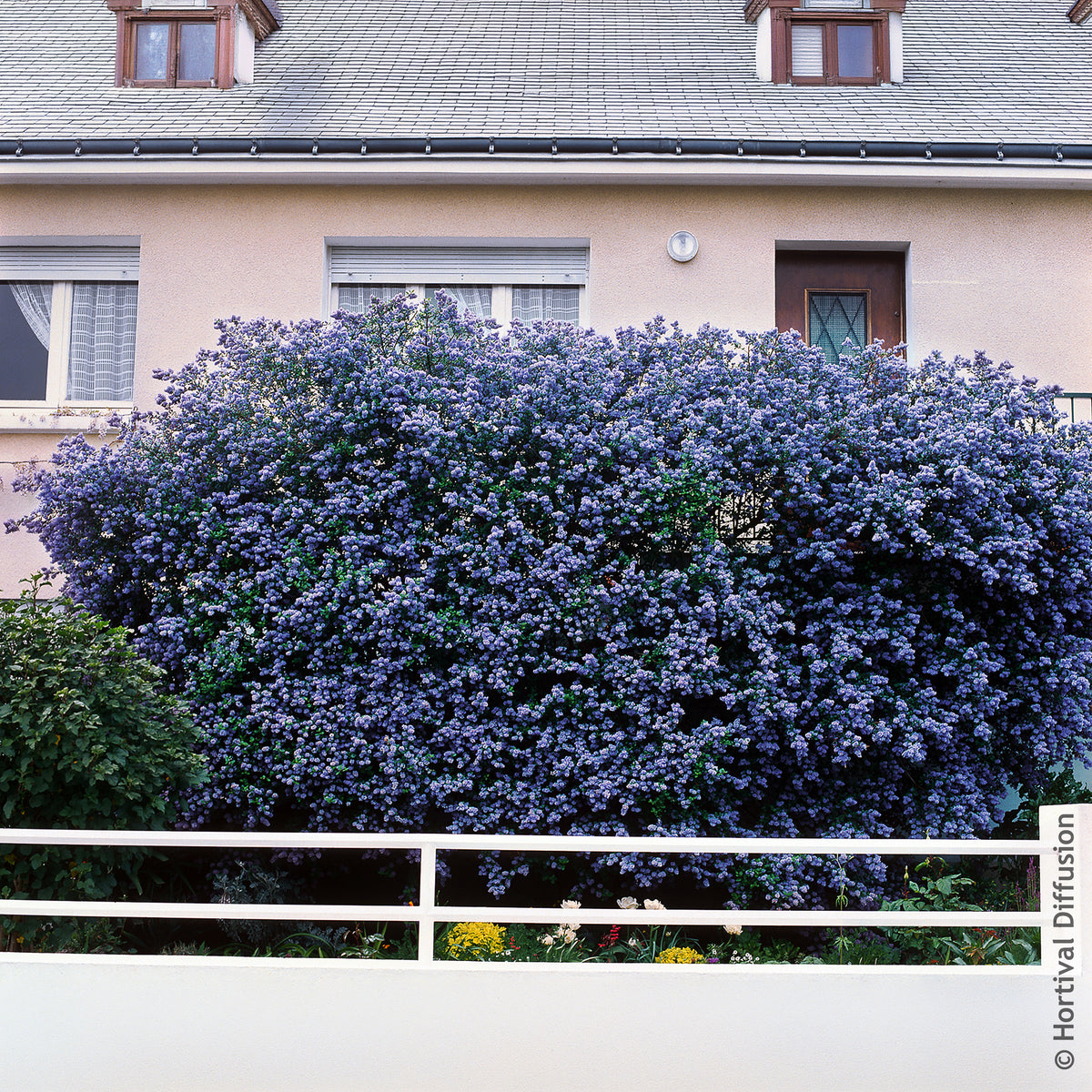 Amerikaanse sering Trewithen Blue - Ceanothus arboreus Trewithen Blue - Willemse