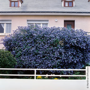 Amerikaanse sering Trewithen Blue - Ceanothus arboreus Trewithen Blue - Willemse