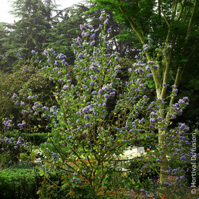 Amerikaanse - Amerikaanse sering Trewithen Blue - Ceanothus arboreus Trewithen Blue