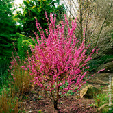 Cercis chinensis Avondale Pot - Chinese judasboom Avondale - Bomen