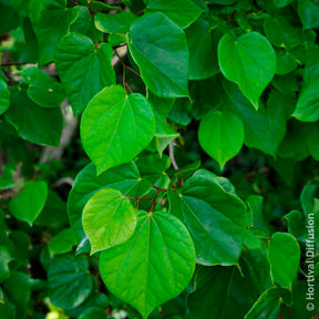 Chinese judasboom Avondale - Cercis chinensis Avondale Pot - Willemse