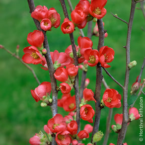 Japanse kweepeer Rubra - Willemse
