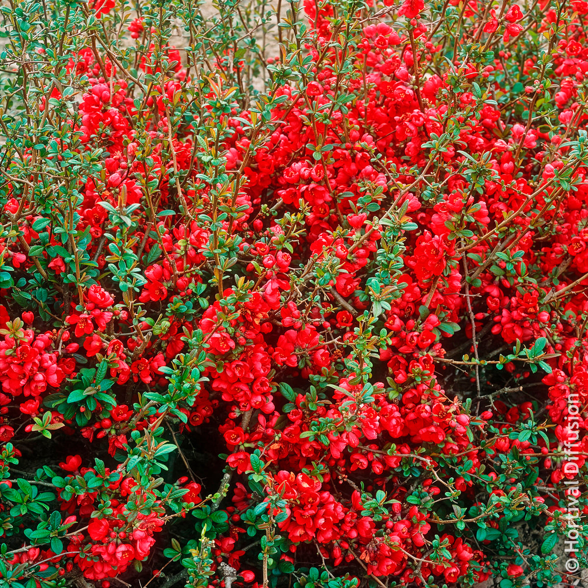 Japanse kweepeer Rubra - Chaenomeles speciosa Rubra - Willemse