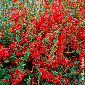 Japanse kweepeer Rubra - Chaenomeles speciosa Rubra - Willemse
