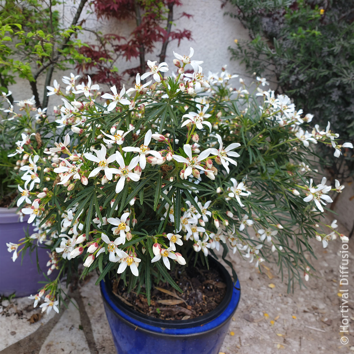 Choisya dewitteana Little Bee - Mexicaanse oranjebloesem Little Bee - Mexicaanse oranjebloesem