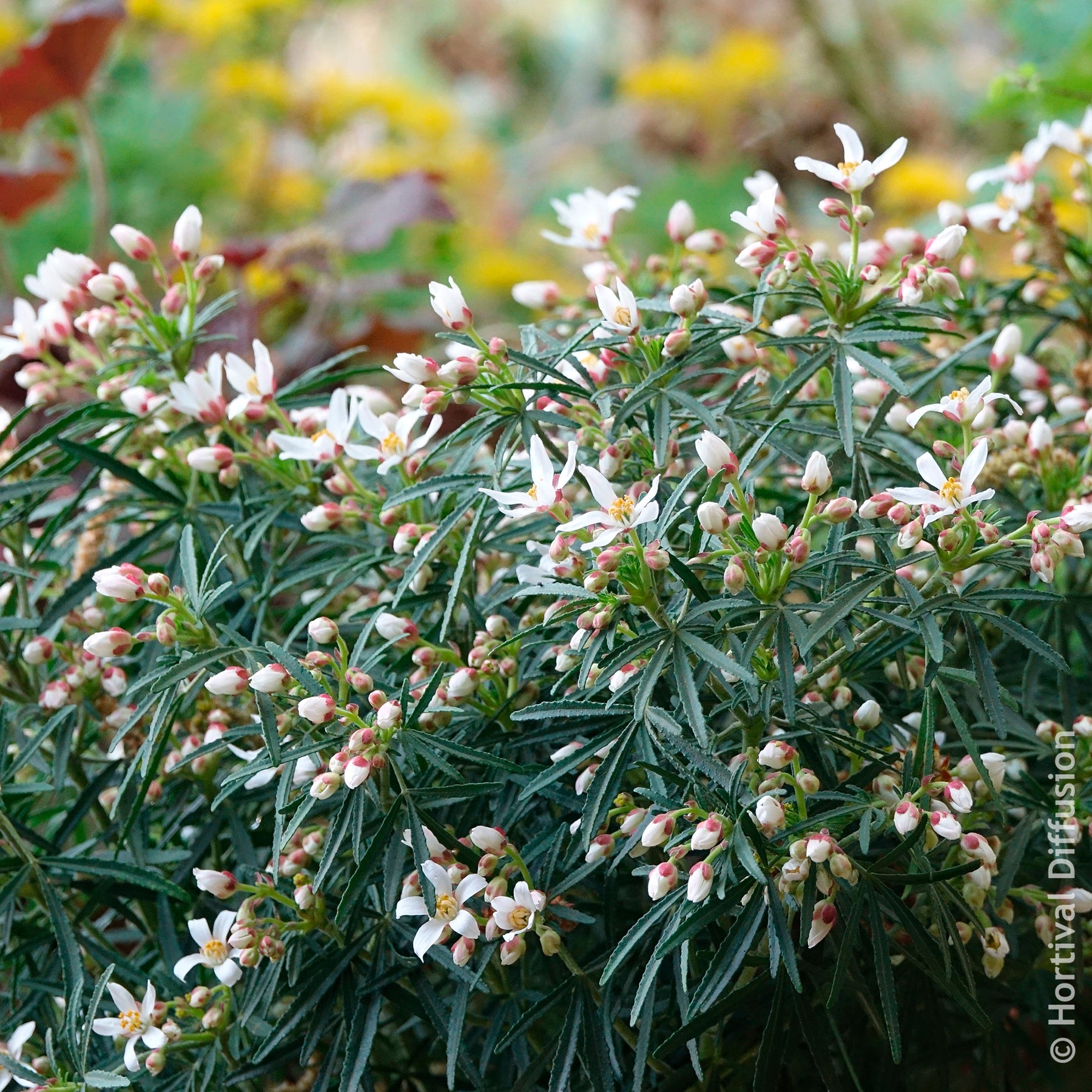 Mexicaanse oranjebloesem Little Bee - Choisya dewitteana Little Bee - Willemse