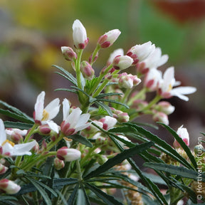 Mexicaanse oranjebloesem - Mexicaanse oranjebloesem Little Bee - Choisya dewitteana Little Bee