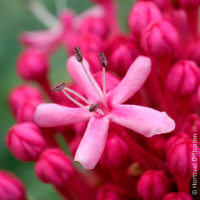 Bunges kansboom - Clerodendrum bungei - Willemse