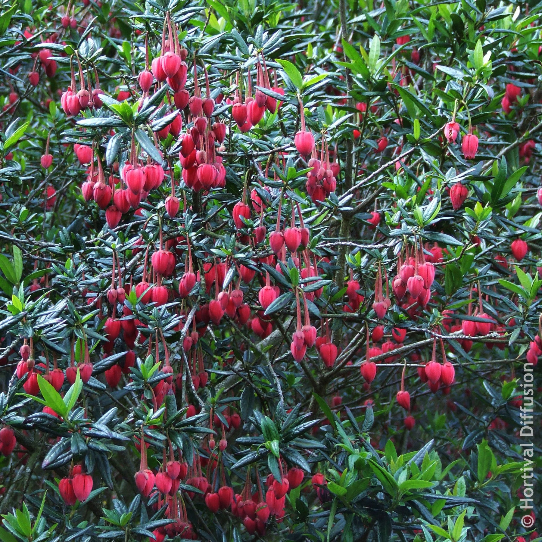 Lantaarnboom - Crinodendron hookerianum - Willemse