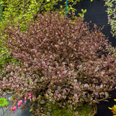 Lophomyrtus - Willemse