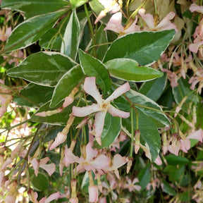 Trachelospermum asiaticum Star of Milano ® - Sterjasmijn Asiaticum Star of Milano® - Sterjasmijn - Trachelospermum