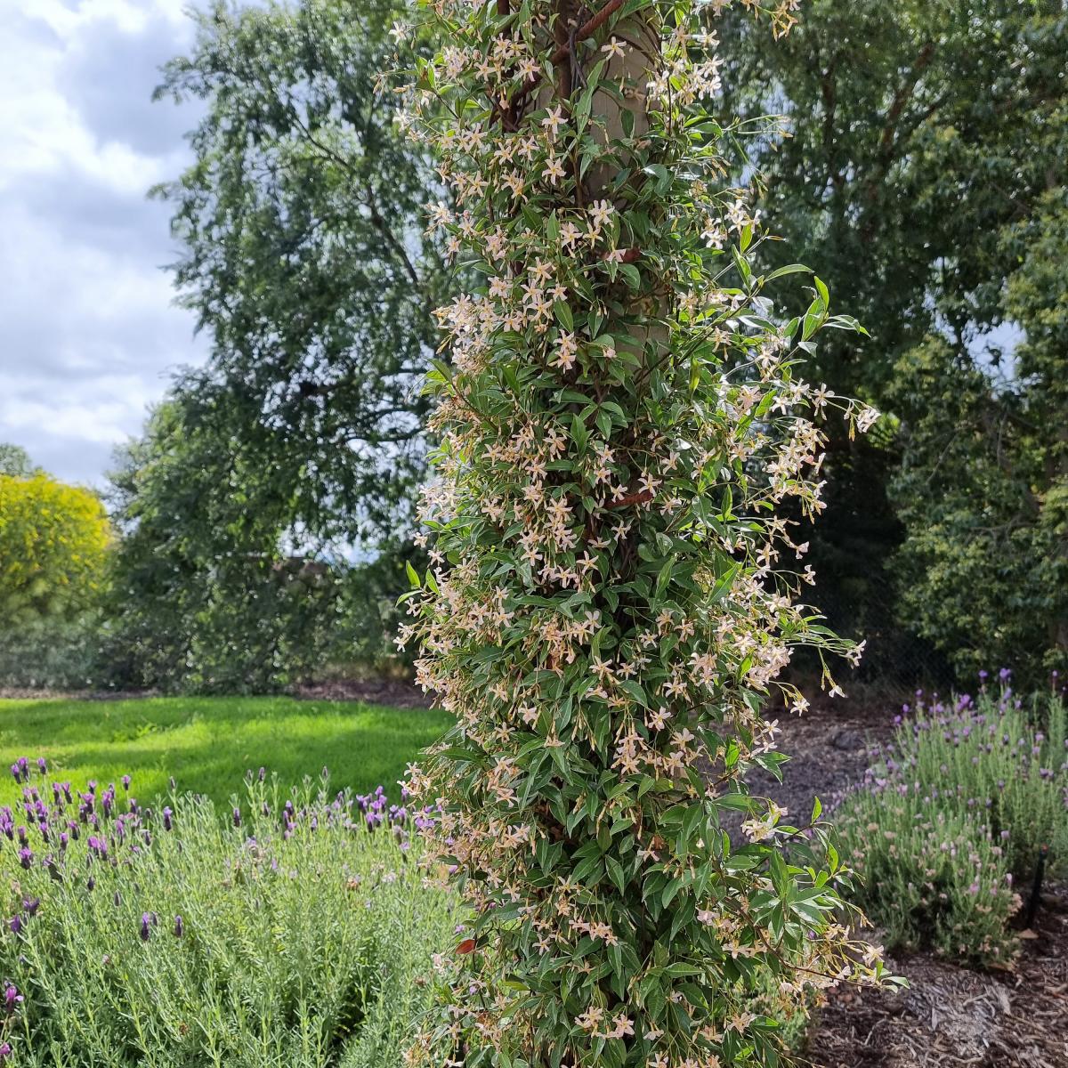 Sterjasmijn - Trachelospermum - Sterjasmijn Asiaticum Star of Milano® - Trachelospermum asiaticum Star of Milano ®