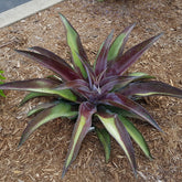 Aloë - Mangave Mission to Mars® - Agave manfredii Mission to Mars ® (Mangave)