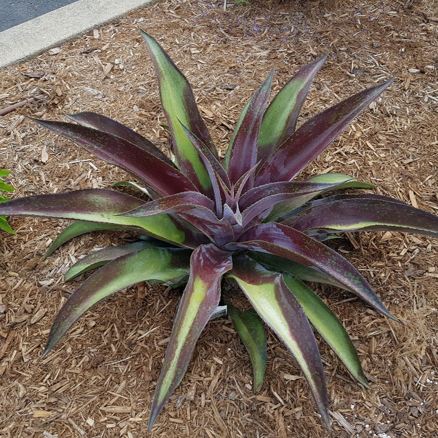 Aloë - Mangave Mission to Mars® - Agave manfredii Mission to Mars ® (Mangave)