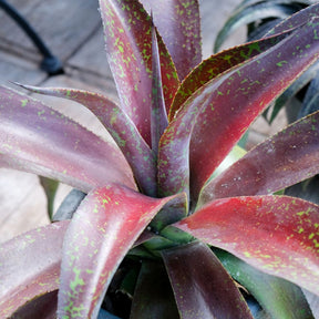 Agave manfredii Mission to Mars ® (Mangave) - Mangave Mission to Mars® - Aloë