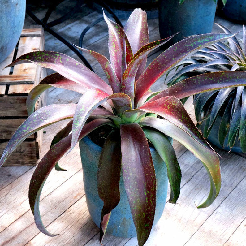 Mangave Mission to Mars® - Willemse