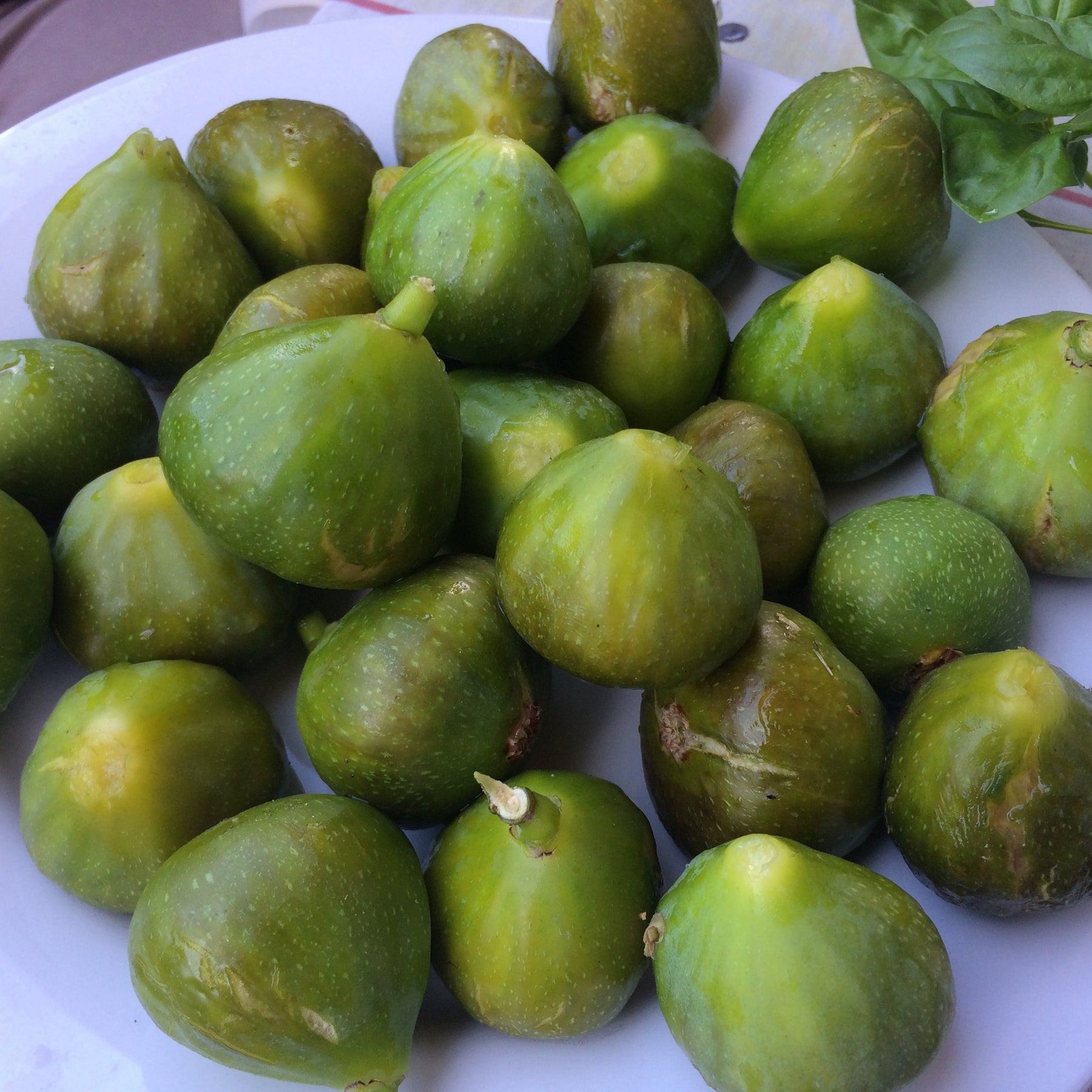 Dwergvijg Ficcolino - Ficus carica Gustis ® Ficcolino - Willemse