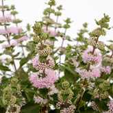 Caryopteris x clandonensis Camara® Pink - Caryopteris x clandonensis  'Camara Pink' - Caryopteris