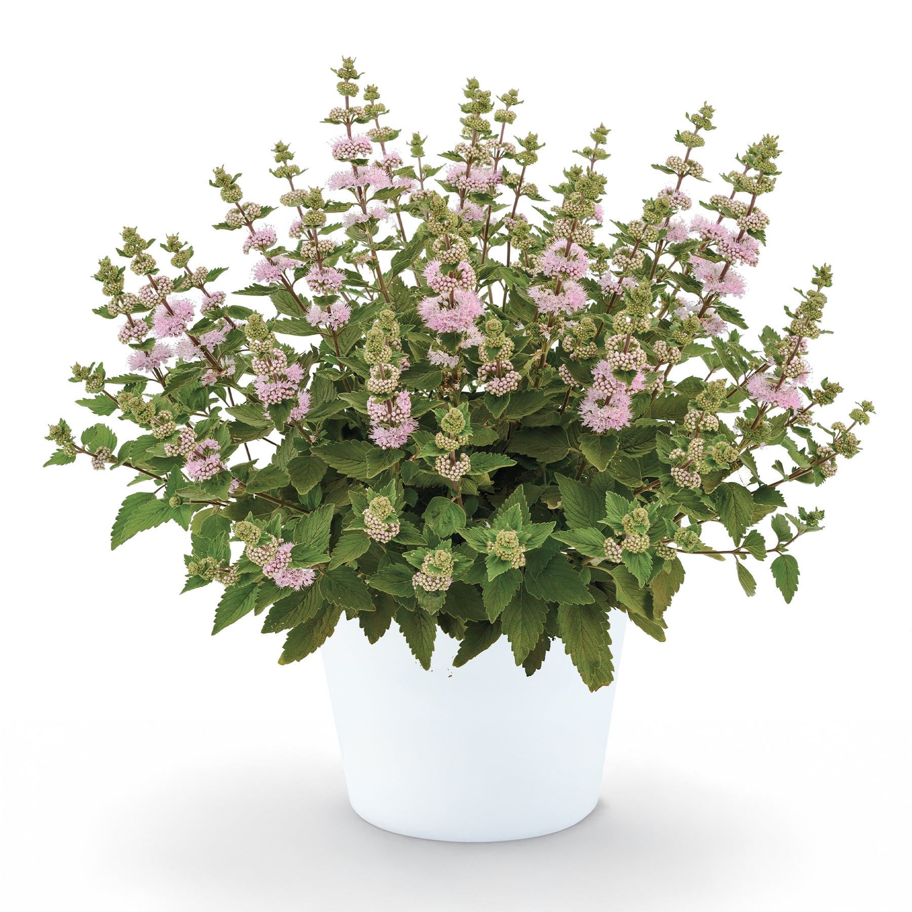 Caryopteris x clandonensis  'Camara Pink' - Willemse