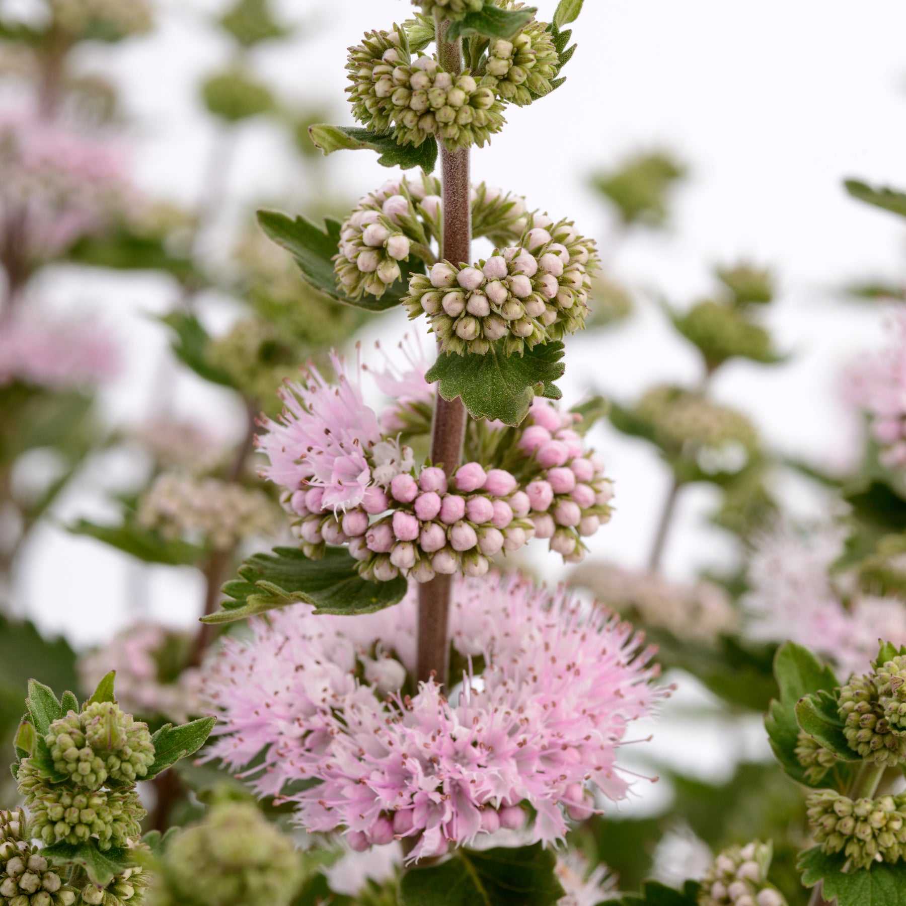 Caryopteris x clandonensis  'Camara Pink' - Caryopteris x clandonensis Camara® Pink - Willemse