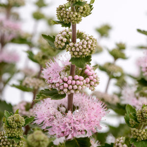 Caryopteris x clandonensis  'Camara Pink' - Caryopteris x clandonensis Camara® Pink - Willemse