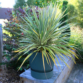 Cordyline banksii - Cordyline australis Fantasy ® - Willemse