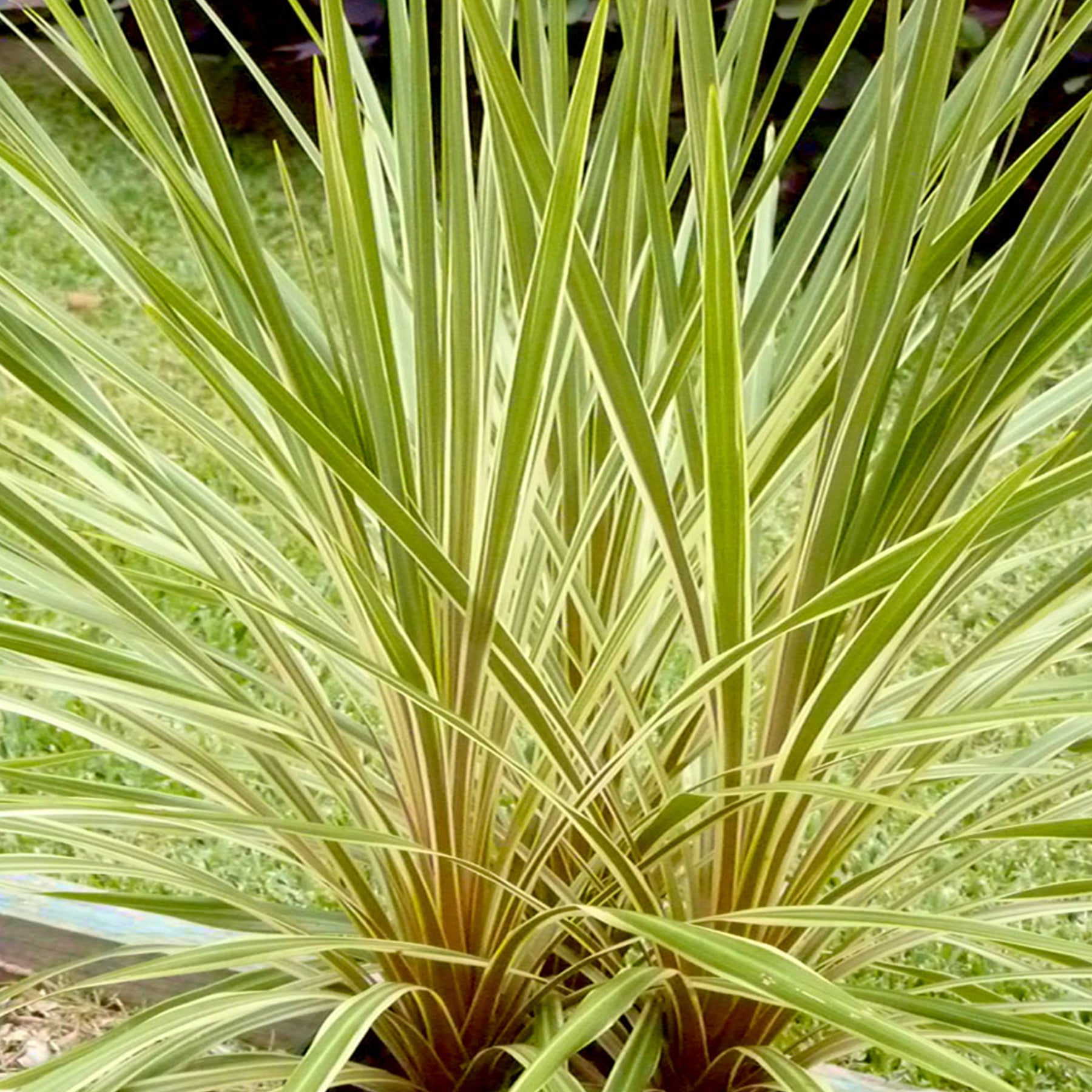 Cordyline banksii - Willemse