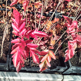Sorbus 'Burka / Grootvruchtige lijsterbes - Willemse