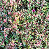 Ijsbloem Desert Dancer Red - Willemse