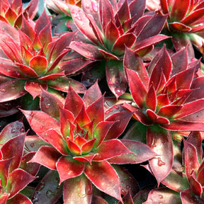 Huislook Chick Charms ® Strawberry Kiwi - Sempervivum Chick Charms® Strawberry Kiwi - Willemse