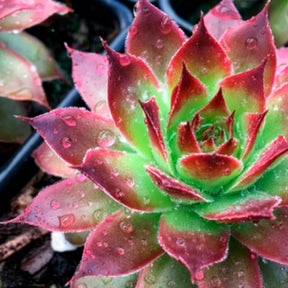 Huislook Chick Charms ® Strawberry Kiwi - Willemse