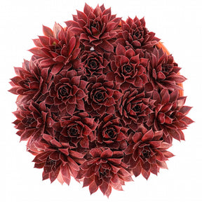 Sempervivum Chick Charms® Strawberry Kiwi - Huislook Chick Charms ® Strawberry Kiwi - Sempervivum - Huislook