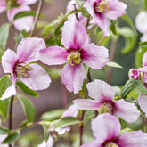 Boerenjasmijn Petite Perfume Pink ®
