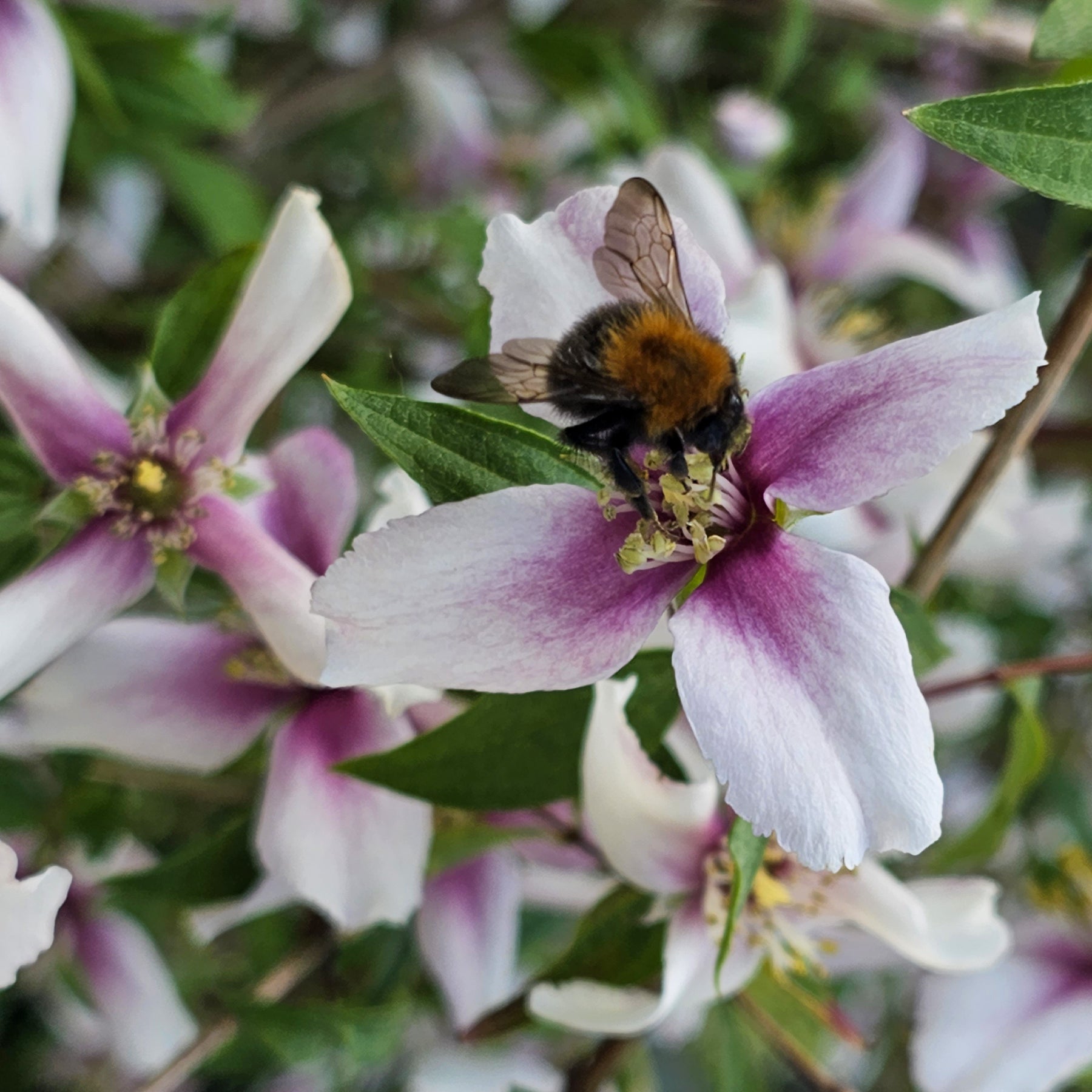 Bloeiende heesters - Boerenjasmijn Petite Perfume Pink ® - PHILADELPHUS coronarius Petite Perfume Pink ®
