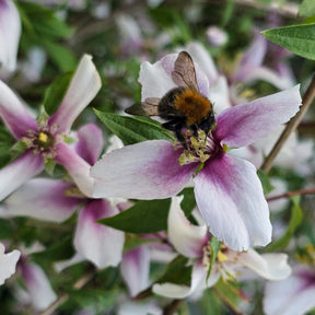 Bloeiende heesters - Boerenjasmijn Petite Perfume Pink ® - PHILADELPHUS coronarius Petite Perfume Pink ®