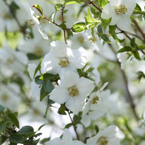 Boerenjasmijn Petite Perfume White ®