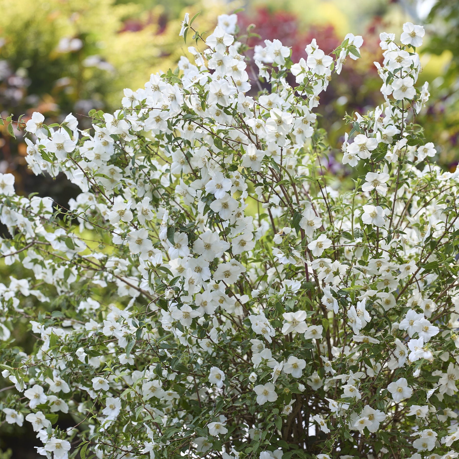 Boerenjasmijn Petite Perfume White ®