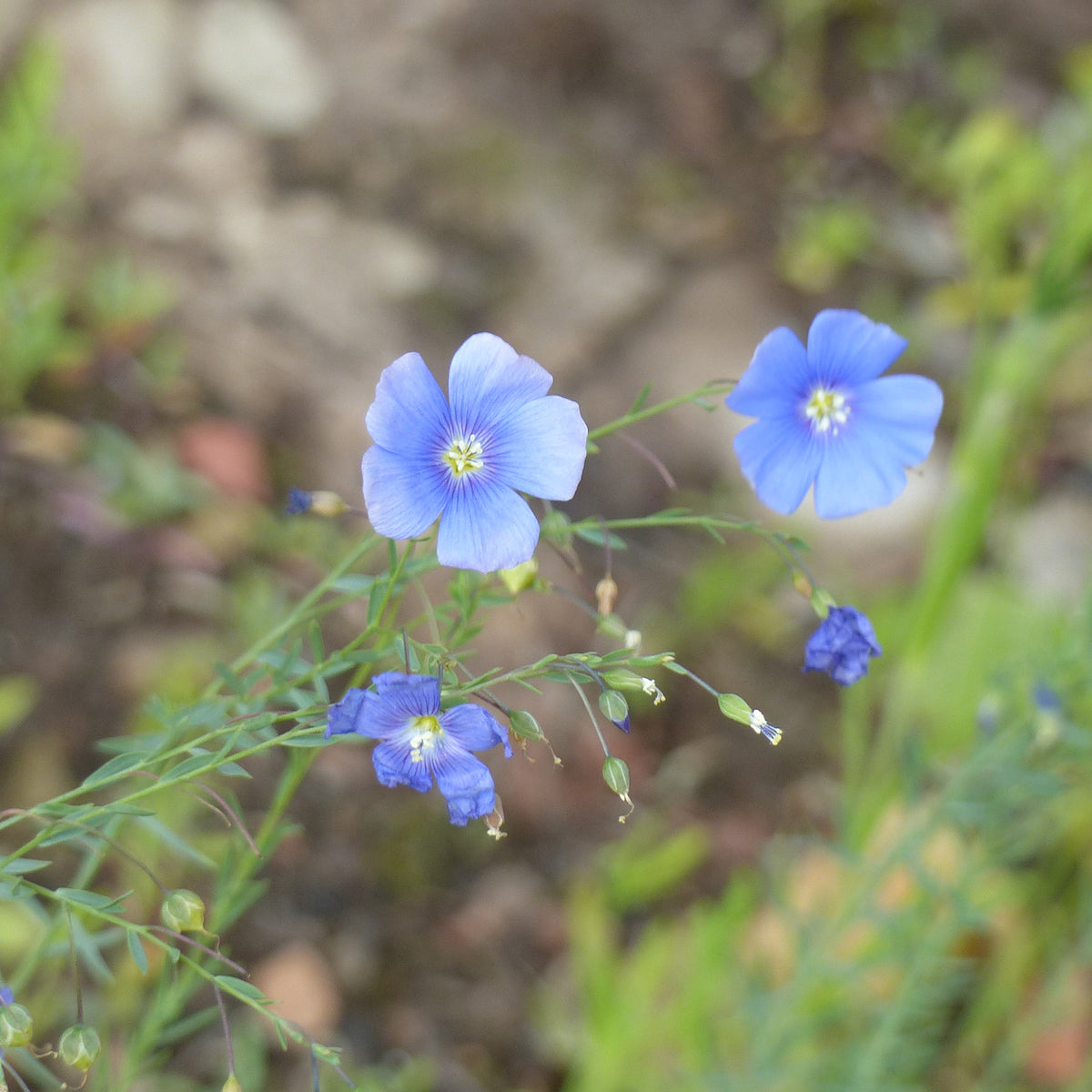 Linum perenne - Overblijvend vlas - blauw - Bloemenzaden