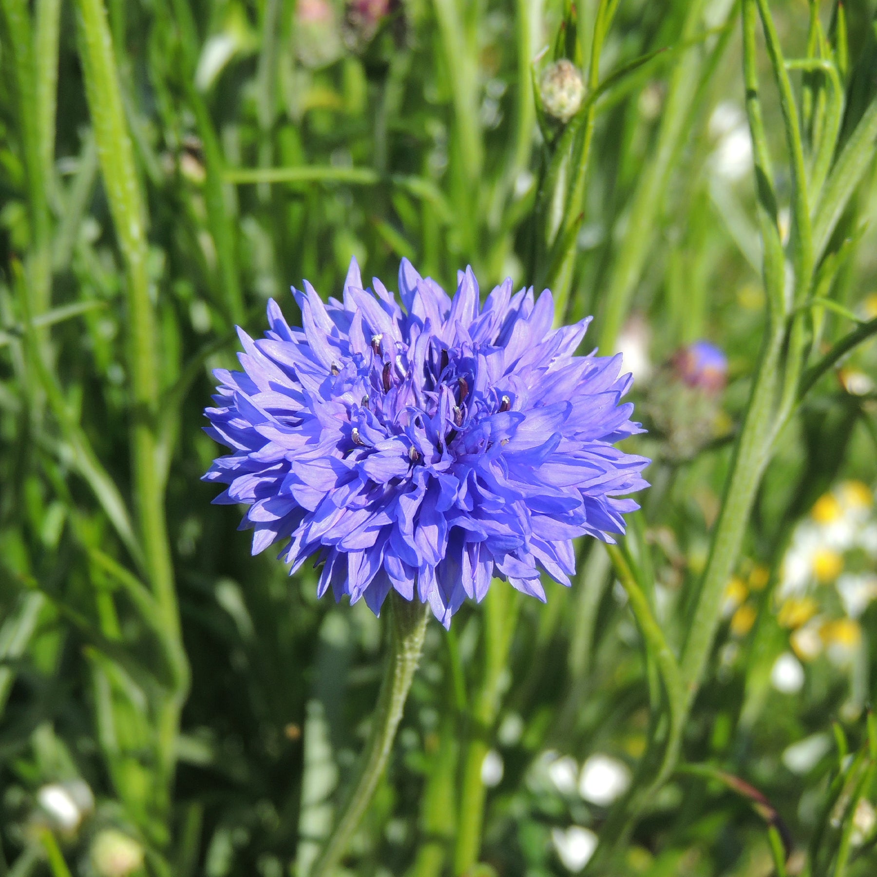 Korenbloem 'Blue Boy' - Centaurea cyanus Blue Boy - Willemse