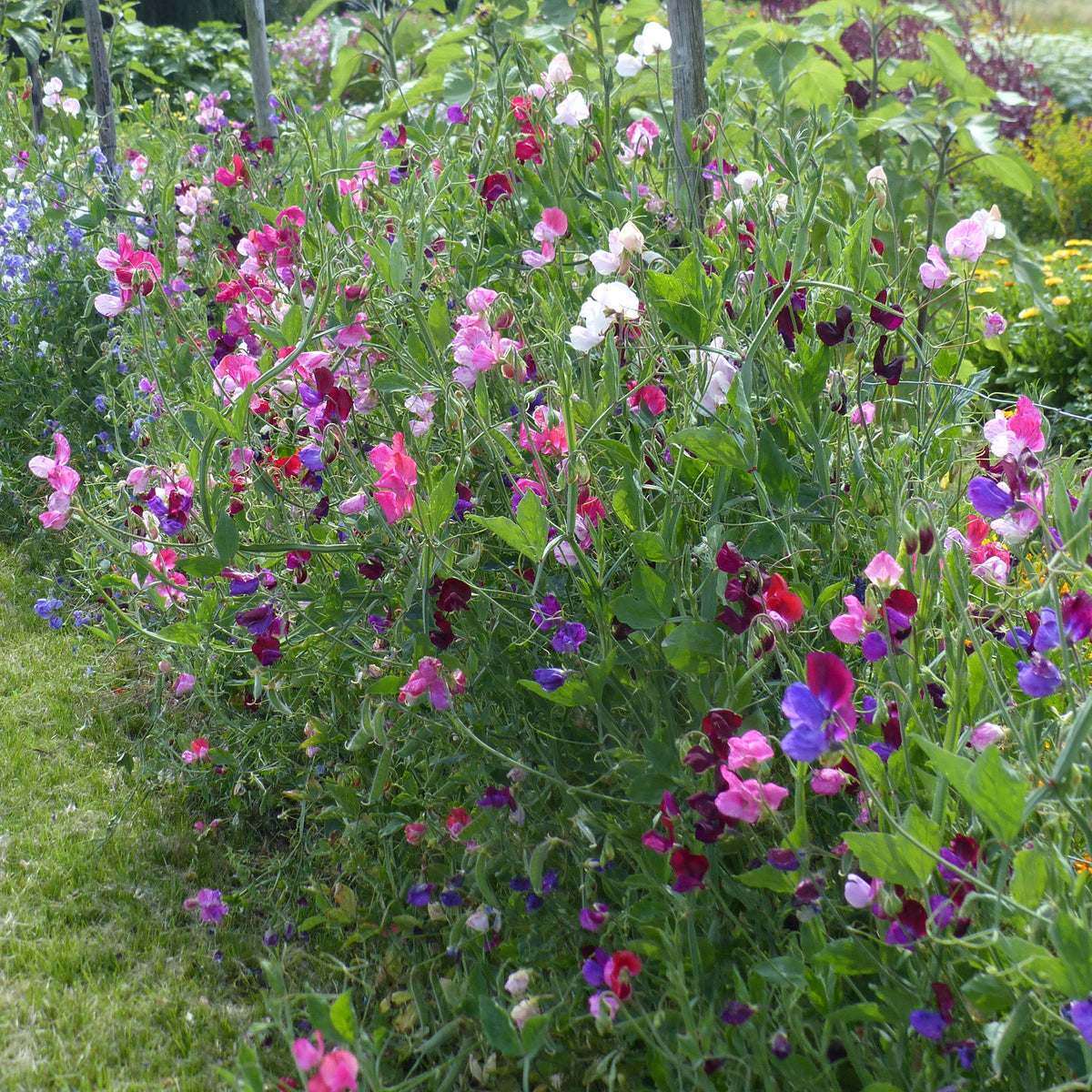 Pronkerwt - blauw + roze + rood + oranje + wit - Willemse