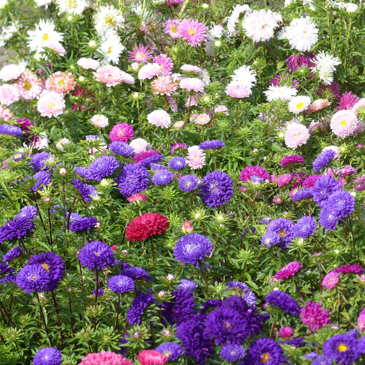 Zomeraster Mix - Willemse