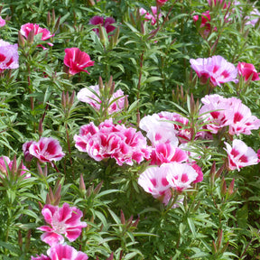 Zomerazalea Mix - Clarkia - Willemse