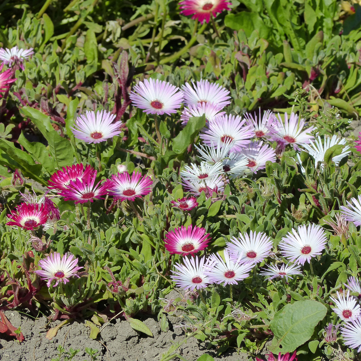 Curio Mix - Willemse