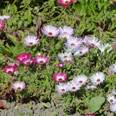 Curio Mix - Willemse