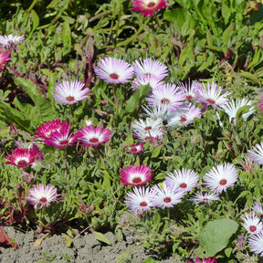 Curio Mix - Willemse