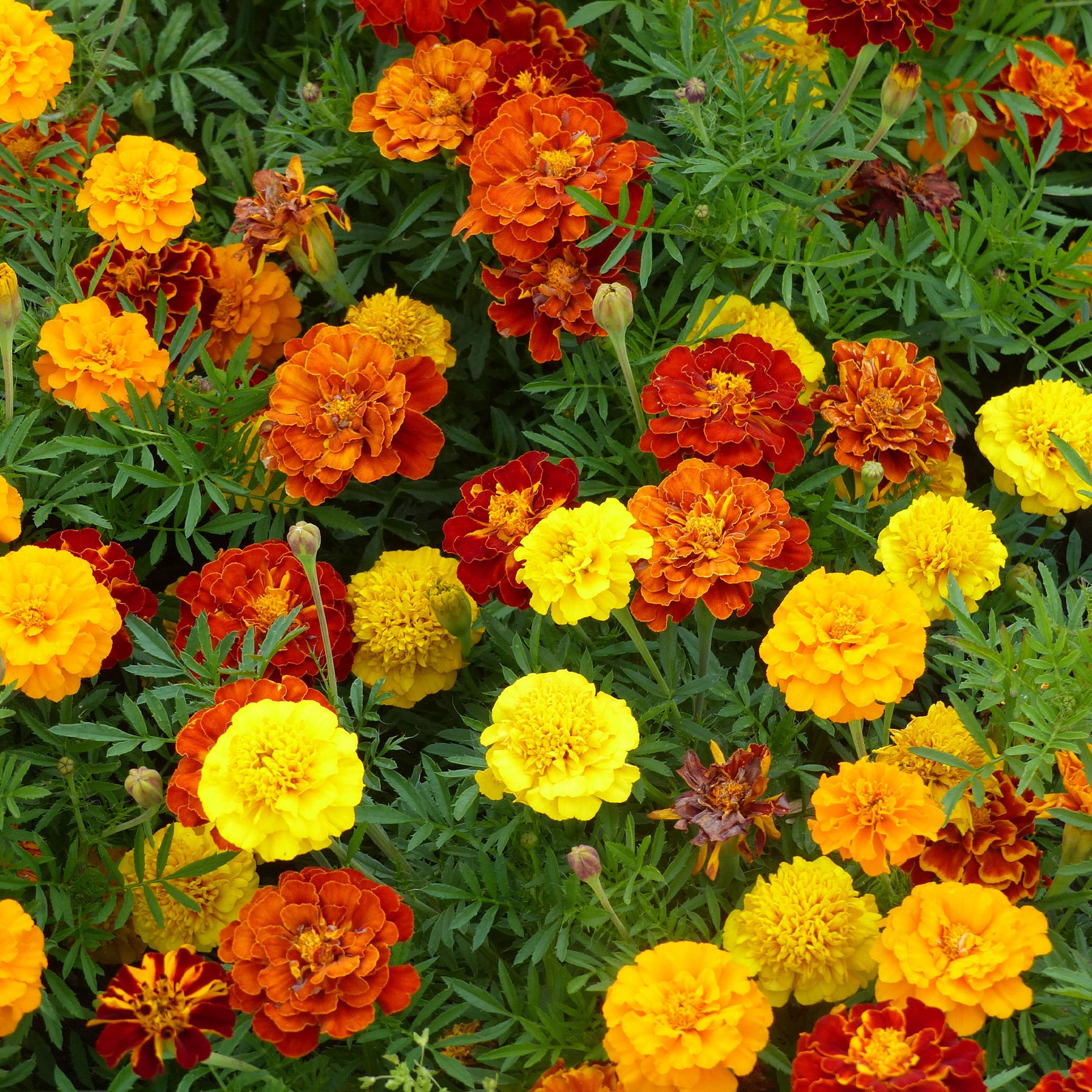 Klein Afrikaantje - Tagetes patula - Willemse